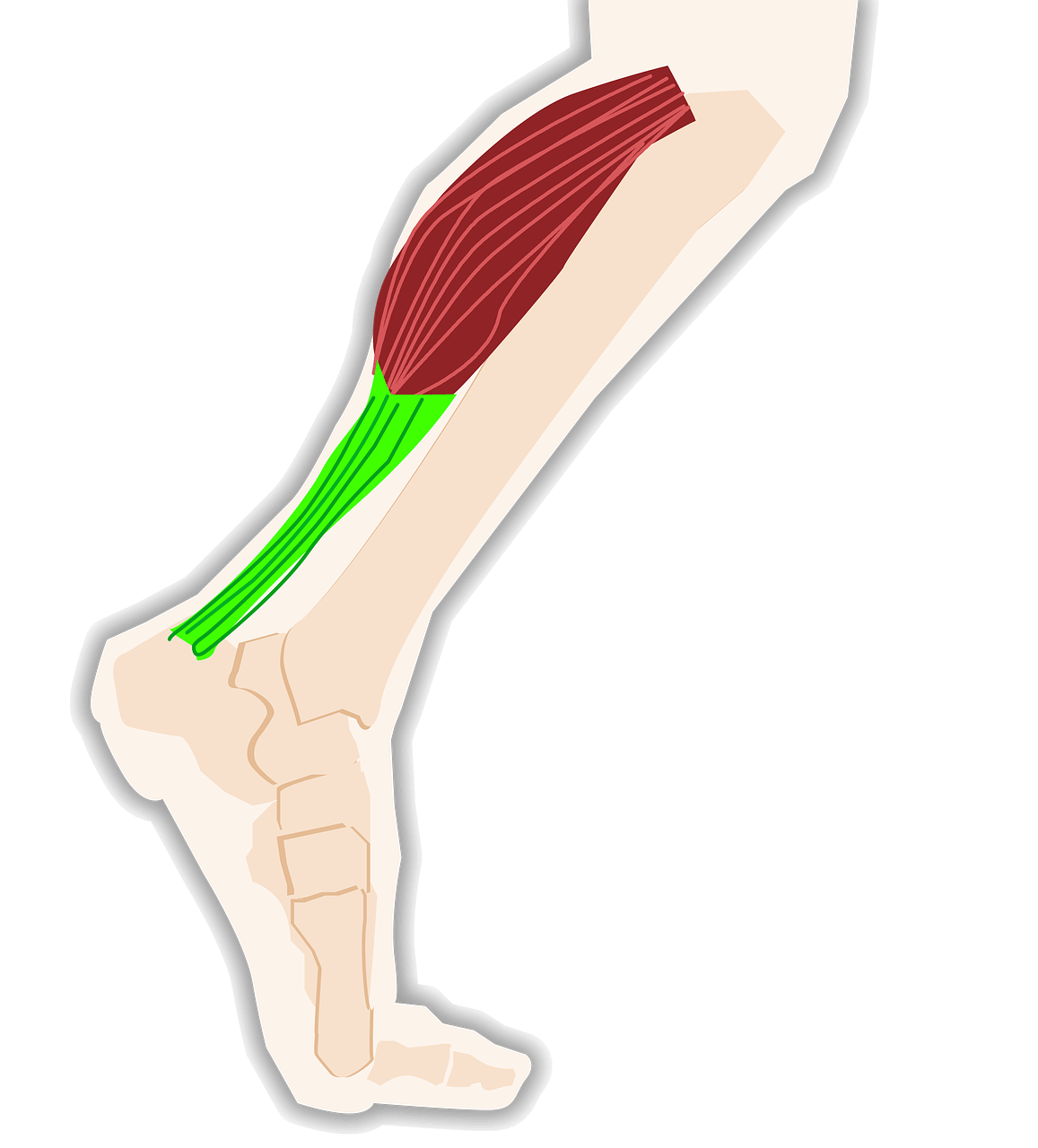 How to Strengthen the Soleus Calf Muscle Active Podiatry